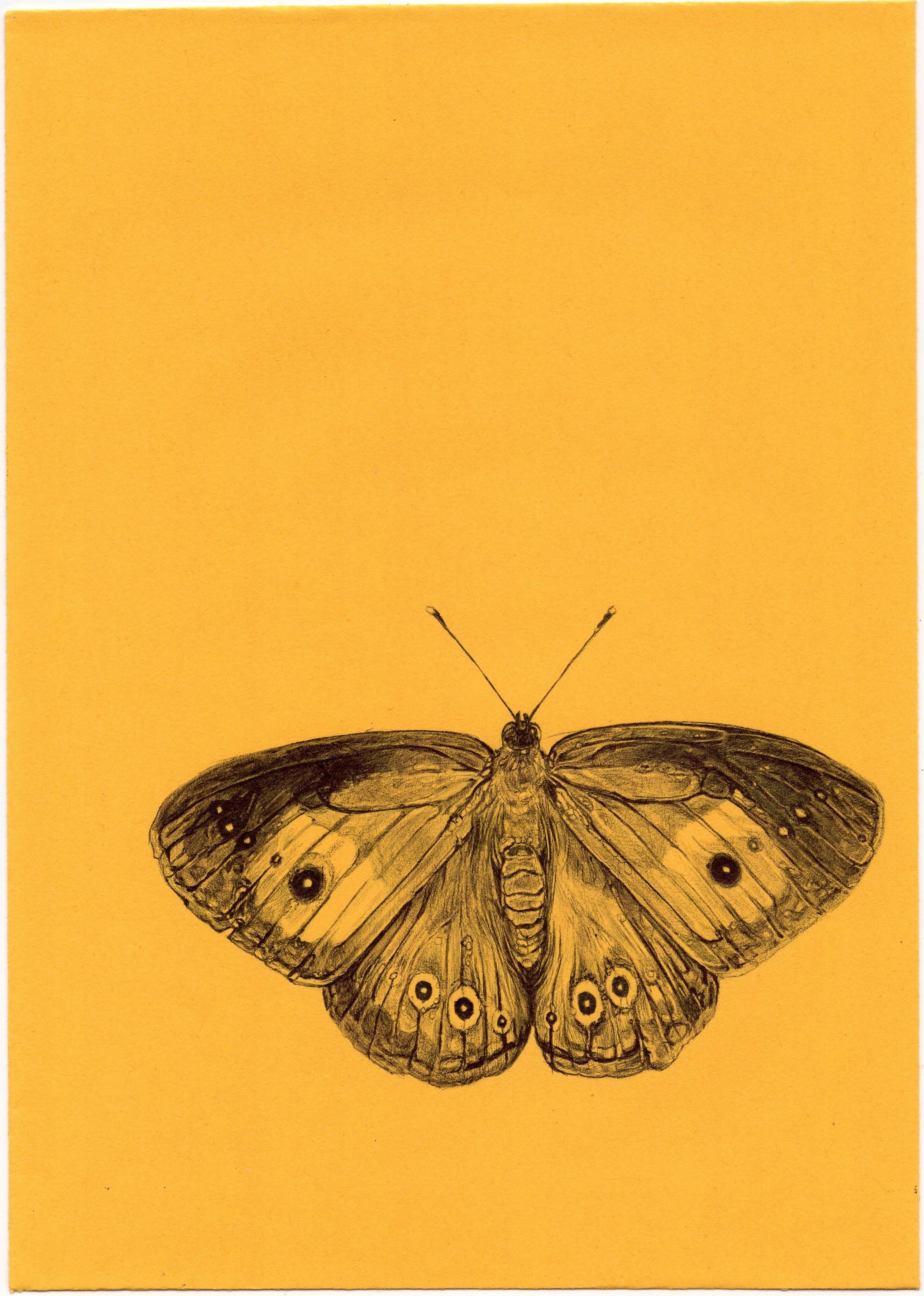 Neva Hosking: Meadow Argus, Lovers Beach (2024)