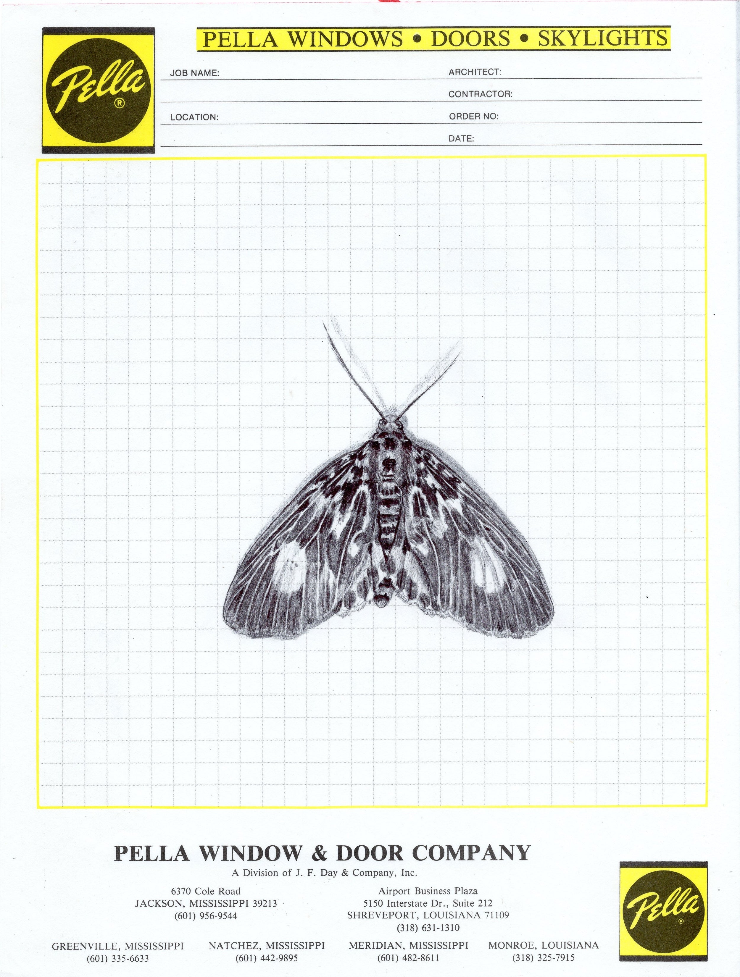 Neva Hosking: Moth V (2024)