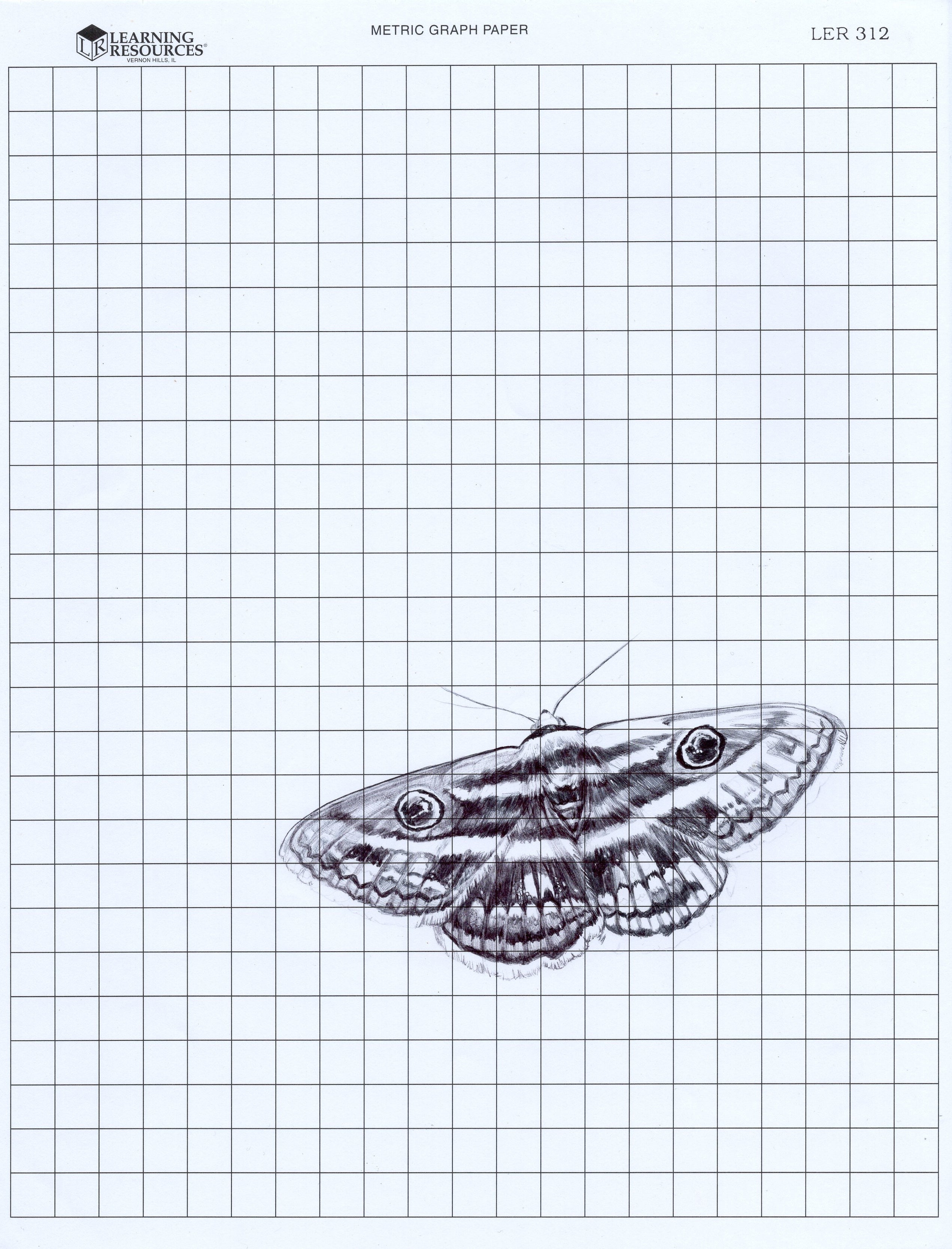 Neva Hosking: Moth VI (2024)