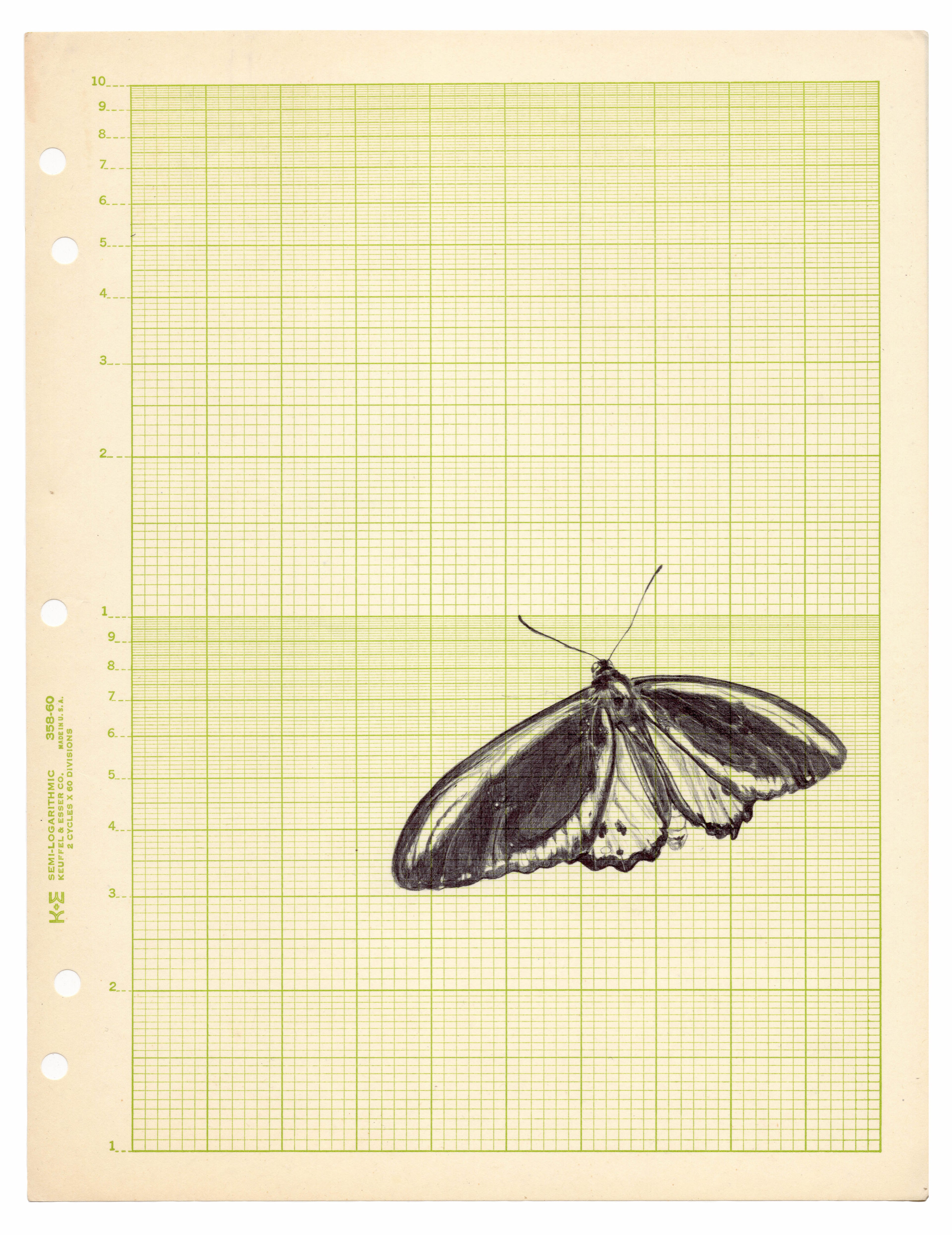 Neva Hosking: Butterfly II (2024)